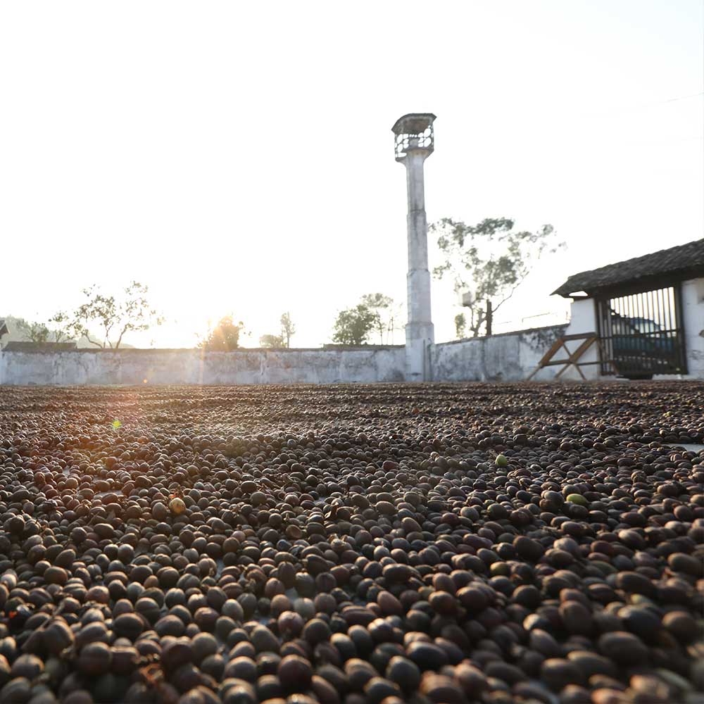café guatemalteco